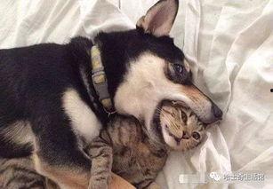 二狗爆料谢航视频大全最新,谢航视频大全背后的惊人真相