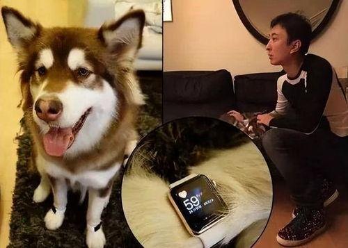 二狗爆料谢航视频大全最新,谢航视频大全背后的惊人真相 第2张 二狗爆料谢航视频大全最新,谢航视频大全背后的惊人真相 第2张