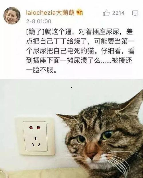 坏坏猫官网最新版本爆料,功能升级与亮点前瞻  第3张