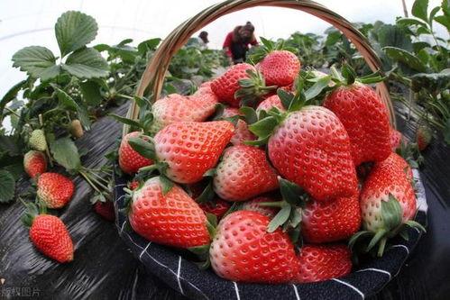 草莓农药爆料视频播放网站,揭秘热门爆料视频播放网站背后的秘密 第2张 草莓农药爆料视频播放网站,揭秘热门爆料视频播放网站背后的秘密 第2张