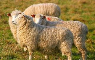 羊了个羊娱乐最新爆料,揭秘游戏背后的秘密与惊喜 第3张 羊了个羊娱乐最新爆料,揭秘游戏背后的秘密与惊喜 第3张