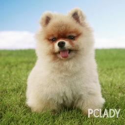 博美爆料新闻视频播放下载,新闻视频播放下载攻略大公开