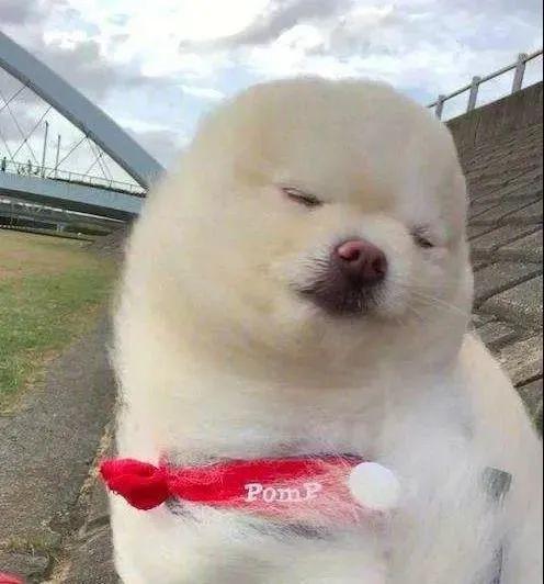 博美爆料新闻视频播放下载,新闻视频播放下载攻略大公开  第2张