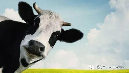 奶牛阴谋在线观看,揭秘农场背后的惊人真相