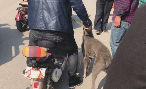 狗哥爆料新鞋视频大全图片,新鞋视频大全图片大放送！