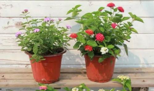 魔味鸭最新爆料消息视频,独家视频揭秘神秘制作过程 第2张 魔味鸭最新爆料消息视频,独家视频揭秘神秘制作过程 第2张