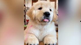 猫咪爆料合集视频大全,视频合集里的趣味瞬间