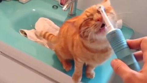 猫咪爆料合集视频大全,视频合集里的趣味瞬间 第3张 猫咪爆料合集视频大全,视频合集里的趣味瞬间 第3张