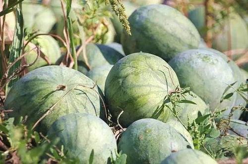 吃瓜娱乐木木子,木木子带你领略娱乐圈的欢乐时光 第3张 吃瓜娱乐木木子,木木子带你领略娱乐圈的欢乐时光 第3张