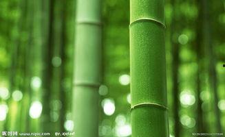 原神白竹子爆料视频,白竹子爆料揭秘，神秘角色与剧情新动向