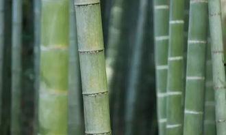 原神白竹子爆料视频,白竹子爆料揭秘,神秘角色与剧情新动向 第3张 原神白竹子爆料视频,白竹子爆料揭秘,神秘角色与剧情新动向 第3张