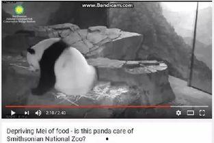 爆料美国动物园事件视频,动物生存状况引关注