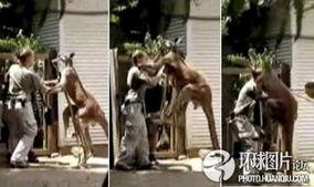 爆料美国动物园事件视频,动物生存状况引关注 第2张 爆料美国动物园事件视频,动物生存状况引关注 第2张