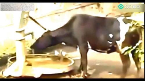 牛不啦最新视频爆料,娱乐圈幕后真相大曝光! 第2张 牛不啦最新视频爆料,娱乐圈幕后真相大曝光! 第2张