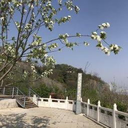 信阳震雷山最新爆料,揭秘神秘古墓群背后的历史之谜  第2张