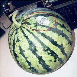 吃瓜按头网红 第2张 吃瓜按头网红 第2张